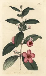 Agrest - Mirt różowy, Rhodomyrtus tomentosa (Mirt wełnisty, Myrtus tomentosa). Ręcznie barwiony miedzioryt autorstwa Sansoma według ilustracji Sydenhama Edwardsa autorstwa Williama Curtisa Botanical Magazine, Londyn