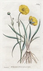 Jaskier Grassleaf - Litografia autorstwa Sydenham Edwards (1768-1819), z William Curtis Botanical Magazine (1746-1799)