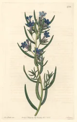 Gremil liście rozmarynu, pochodzące z Sycylii - Water forte autorstwa S. Wattsa z ilustracji Sarah Anne Drake (1803-1857), z rejestru botanicznego