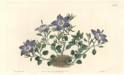 Dzwoneczek o owłosionych liściach, pochodzący z Włoch - Mocna woda autorstwa S. Wattsa z ilustracji Sarah Anne Drake (1803-1857), z rejestru botanicznego