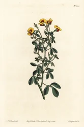 Goodia owłosiona, Goodia lotifolia var. pubescens (Goodia pubescens). Ręcznie kolorowany miedzioryt wykonany przez F. Sansoma Jr. na podstawie ilustracji Sydenhama Edwardsa z "William Curtis