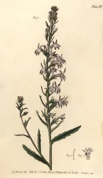 Lobelia Heath, Lobelia urens, Polygamia monogamia. Ręcznie kolorowany miedzioryt autorstwa F. Sansoma przedstawiający ilustrację botaniczną Sydenhama Edwardsa do wykładów Williama Curtisa na temat botaniki, dostarczony w Ogrodzie Botanicznym w Lambeth