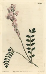 Hedysarum spinosissimum subsp. capitatum (hedysarum o kwiatach berło, Hedysarum capitatum). Ręcznie barwiony miedzioryt autorstwa F. Sansoma Jr. według ilustracji Sydenhama Edwardsa z magazynu botanicznego Williama Curtisa, T. Curtis, Londyn