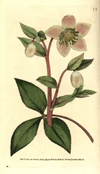 Ciemiernik (ellebore) siwy lub czarny - Ciemiernik siwy lub purpurowy, Helleborus lividus. Ręcznie kolorowany miedzioryt według ilustracji botanicznej autorstwa Jamesa Sowerby