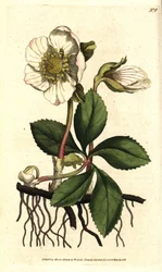 Hellebore (ellebore) noir ou rose de Noel - Świąteczna róża lub ciemiernik czarny, Helleborus niger. Ręcznie kolorowany miedzioryt według ilustracji botanicznej Sydenhama Edwardsa z The Botanical Magazine Williama Curtisa, Lambeth Marsh, Londyn