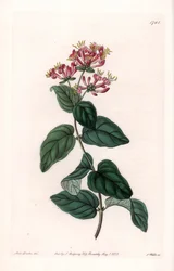 Herb variete - Talerz grawerowany przez S.Wattsa, z ilustracji Sarah Anne Drake (1803-1857), z rejestru botanicznego Sydenham Edwards (1768-1819), Anglia