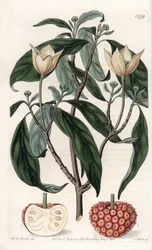 Himalayan Dogwood - Grawerowana tablica autorstwa S.Wattsa, z ilustracji Sarah Anne Drake (1803-1857), z rejestru botanicznego Sydenham Edwards (1768-1819), Anglia