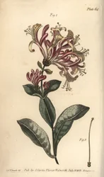 Wiciokrzew, Lonicera caprifolium, Monogynia. Ręcznie kolorowany miedzioryt autorstwa F. Sansoma przedstawiający ilustrację botaniczną Sydenhama Edwardsa do wykładów Williama Curtisa na temat botaniki, dostarczony w Ogrodzie Botanicznym w Lambeth