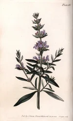 Hyzop lub hizop lekarski. Kolorowa miedzioryt, ilustracja Sydenham Edwards (1768-1819) dla Konferencji Botanicznej, Ogród Botaniczny Lambeth (Anglia)