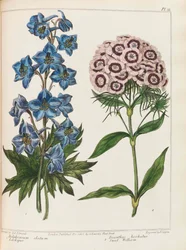 Ilustracja z „Praktycznego ogrodnictwa” autorstwa Alexandra McDonalda, 1807.