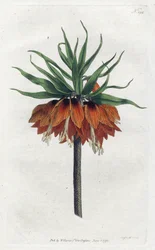 Imperial Fritillary lub Imperial Crown - Litografia Sydenham Edwards (1768-1819), płyta z magazynu botanicznego Williama Curtisa (1746-1799)