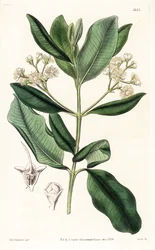Indian Wood - drzewo Bay rum, Pimenta racemosa (dziki goździkowiec, Myrcia acris), pochodzące z Karaibów. Ręcznie barwiony miedzioryt autorstwa Swana według ilustracji Sydenhama Edwardsa z „Magazynu botanicznego” Samuela Curtisa, Londyn