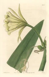 Ismene, Narcissus or Daffodil of Peru - Strong Water autorstwa S. Wattsa z ilustracji Sarah Anne Drake (1803-1857), z rejestru botanicznego