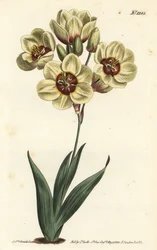Ixia abbreviata (Ixia cętkowana kremowa, Ixia maculata v. ochroleuca). Ręcznie barwiony miedzioryt autorstwa F. Sansoma Jr. według ilustracji Sydenhama Edwardsa z magazynu botanicznego Williama Curtisa, T. Curtis, Londyn
