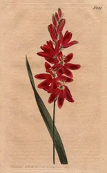 Ixia karmazynowy lub stale kwiat, ciemny kolor ecarlate. Crimson ixia lub spreading-flowered ixia z głęboko karmazynowe kwiaty. Ixia patens. Ręcznie kolorowany miedzioryt z ilustracji botanicznej autorstwa Sydenhama Edwardsa z "Botanical Magazi" Williama C