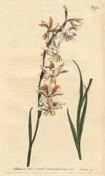 Ixia ma białe, żółte i pomarańczowe żyłki. Kwitnąca ixia ukwiecona z białymi, pomarańczowymi i żółtymi żyłkami. Ixia promienista. Ręcznie kolorowany miedzioryt z ilustracji botanicznej Sydenham Edwards z „” Botanical Magazine” Williama Curtisa” 179
