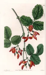 Kennedia macrophylla, roślina pochodząca z Australii, rzadki gatunek zagrożony - Rycina wykonana przez S. Wattsa, z ilustracji Sarah Anne Drake (1803-1857), z rejestru botanicznego Sydenhama Edwardsa (1768-1819), Anglia