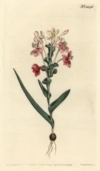Lapeirousia pyramidalis (Lapeyrousia z kolcami liściastymi, Lapeyrousia fissifolia). Ręcznie barwiony miedzioryt autorstwa F. Sansoma Jr. według ilustracji Sydenhama Edwardsa z magazynu botanicznego Williama Curtisa, T. Curtis, Londyn
