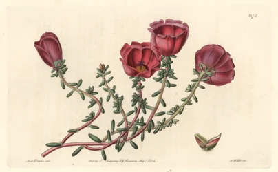 Portulaka wielkokwiatowa lub jedenastogodzinny rycerz, pochodzący z Chile - mocna woda S. Watts z ilustracji Sarah Anne Drake (1803-1857), z rejestru botanicznego