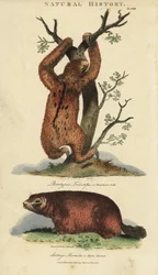 Leniwy tridactyl lub ai i świstak - leniwiec trójpalczasty, Bradypus tridactylus i świstak alpejski, Marmota marmota (Arctonys marmota). Ręcznie barwiony miedzioryt według Sydenhama Edwardsa z John Mason Good