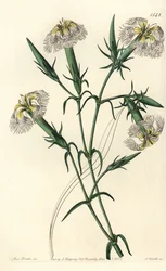Goździk libański (gatunek zagrożony) - Różowy libański, Dianthus libanotis. Zagrożone gatunki. Ręcznie barwiony miedzioryt autorstwa S. Wattsa według ilustracji panny Sarah Drake z rejestru botanicznego Sydenham Edwards, Ridgeway, Londyn