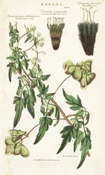 Liane heart of India lub peas de coeur et deux variete de mousses - Roślina balonowa lub gładkie nasiona sercowe, Cardiospermum halicacabum, paprociowy mech widłowy, Dicranum osmundioides i brązowy mech widłowy, Dicranum fuscescens. Ręcznie barwiony miedzi