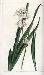 Libertia, endemiczna dla Chile - wyryte przez S.Watts, z ilustracji Sarah Anne Drake (1803-1857), z Botanical Register of Sydenham Edwards (1768-1819), Anglia