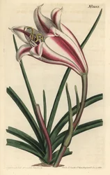 Lily Variete - lilia wybrzeża przylądka, Crinum ornatum (Amaryllis ornata). Ręcznie barwiony miedzioryt autorstwa F. Sansoma Jr. według ilustracji Sydenhama Edwardsa z magazynu botanicznego Williama Curtisa, T. Curtis, Londyn