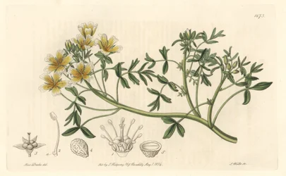 Limnanthe, pochodzący z Kalifornii - S. Watts Strong Water z ilustracji Sarah Anne Drake (1803-1857), z rejestru botanicznego