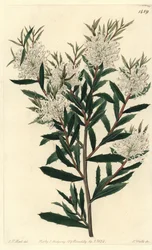Hakea liściasta, Hakea linearis. Ręcznie barwiony miedzioryt autorstwa S. Wattsa według ilustracji J.T. Hart z rejestru botanicznego Sydenham Edwards, Ridgeway, Londyn