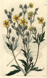 Pięciornik długolistny - Potentilla longifolia (pięciolistek lepki, Potentilla viscosa). Ręcznie barwiony miedzioryt autorstwa S. Wattsa wg ilustracji M. Harta z Sydenham Edwards