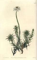 Sphenotoma długolistna, Sphenotoma capitatum. Ręcznie barwiony miedzioryt autorstwa S. Wattsa według ilustracji panny Sarah Drake z rejestru botanicznego Sydenham Edwards, Ridgeway, Londyn