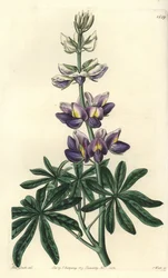 Lupin - zmienny łubin, Lupinus mutabilis. Ręcznie barwiony miedzioryt autorstwa S. Wattsa według ilustracji panny Sarah Drake z rejestru botanicznego Sydenham Edwards, Ridgeway, Londyn