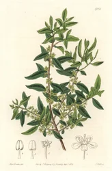 Maytenus boaria (maiten), endemiczny dla Ameryki Środkowej i Południowej - Silna woda autorstwa S. Wattsa z ilustracji Sarah Anne Drake (1803-1857), z rejestru botanicznego