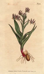 Rozgałęzienia melanthium, z wieloma małymi kwiatami bzu, bulw i korzeni. Rozgałęziony melanthium, z wieloma małymi kwiatami bzu oraz cebulkami i strukturą korzenia.Ornithoglossum viride (Melanthium viride) Ręcznie barwiony miedzioryt z ilustracji botaniczn