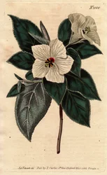 Melhania Święta Helena z białymi kwiatami.Św. Helena Czerwone drewno z białymi kwiatami. Melhania erytroksylon. Ręcznie kolorowany miedzioryt z ilustracji botanicznej autorstwa Sydenham Edwards z „”Magazynu Botanicznego”” Williama Curtisa 1790-1800.