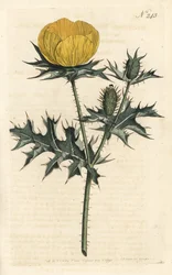 Mexican Argemone - meksykański argemone lub mak kłujący, Argemone mexicana. Ręcznie barwiony miedzioryt autorstwa Sansoma według ilustracji Sydenhama Edwardsa autorstwa Williama Curtisa Botanical Magazine, Londyn