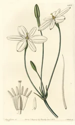 Gwiazda meksykańska - gwiazda meksykańska lub śnieżnobiała milla, Milla biflora. Ręcznie kolorowany miedzioryt wykonany przez S. Wattsa na podstawie ilustracji autorstwa Miss Sarah Drake z Sydenham Edwards