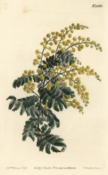 Mimosa - akacja puszysta, Acacia pubescens, wrażliwa (mimoza owłosiona, Mimosa pubescens). Ręcznie barwiony miedzioryt autorstwa F. Sansoma Jr. według ilustracji Sydenhama Edwardsa z magazynu botanicznego Williama Curtisa, T. Curtis, Londyn