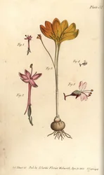 Monandria 1,2, sukno złote, Crocus angustifolius (Triandria) 3, i wilcza jagoda, Circaea alpina (Diandria) 4,5. Ręcznie barwiony miedzioryt przedstawiający ilustrację botaniczną Sydenhama Edwardsa do Wykładów o botanice Williama Curtisa, jako deliv