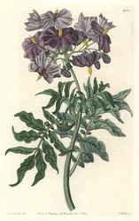Morelle (Solanum), pochodzący z Chile - Mocna woda autorstwa S. Wattsa z ilustracji Sarah Anne Drake (1803-1857), z rejestru botanicznego