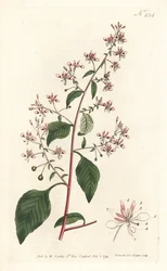 Kwiat komara lub meksykańska lopezia, Lopezia racemosa. Ręcznie barwiony miedzioryt autorstwa Sansoma według ilustracji Sydenhama Edwardsa z magazynu Botanical Magazine Williama Curtisa, Londyn