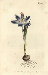Krokus górski, Crocus serotinus. Ręcznie barwiony miedzioryt autorstwa F. Sansoma Jr. według ilustracji Sydenhama Edwardsa z magazynu botanicznego Williama Curtisa, T. Curtis, Londyn