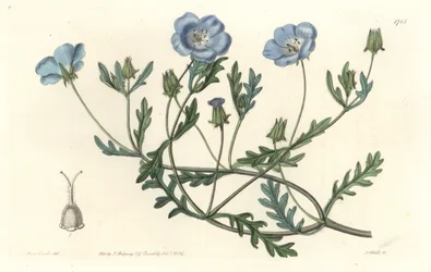 Namophile maculee, pochodzący z Kalifornii - Water forte autorstwa S. Wattsa z ilustracji Sarah Anne Drake (1803-1857), z rejestru botanicznego