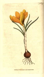 Krokus neapolitański lub krokus wiosenny, krokus wiosenny - krokus wiosenny, crocus vernus. Ręcznie kolorowany miedzioryt według ilustracji botanicznej Sydenhama Edwardsa z The Botanical Magazine Williama Curtisa, Lambeth Marsh, Londyn