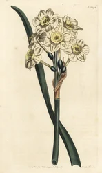 Narcissus a bouquet - Narcyz pęczkowaty, Narcissus tazetta (Blade cupped white garden Narcissus; Narcissus orientalis) - Ręcznie barwiony miedzioryt autorstwa F. Sansoma Jr. według ilustracji Sydenhama Edwardsa z Botanical Magaz Williama Curtisa