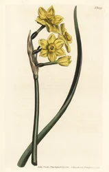Narcyz Bukiet żonkil pęczkowaty, Narcissus tazetta subsp. aureus (narcyz pachnący żonkilem, bifrons Narcissus) - Ręcznie barwiony miedzioryt autorstwa F. Sansoma Jr. według ilustracji Sydenhama Edwardsa z Botanical Maga Williama Curtisa