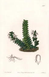 Storczyk: Odmiana Angraecum, pochodząca z Afryki Równikowej - Talerz rytowany przez S.Wattsa, z ilustracji Sarah Anne Drake (1803-1857), z rejestru botanicznego Sydenham Edwards (1768-1819), Anglia