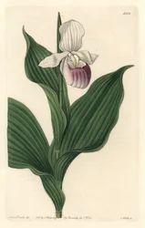 Orchidea, Royal Cypripede - Woda forte autorstwa S. Wattsa z ilustracji Sarah Anne Drake (1803-1857), z rejestru botanicznego