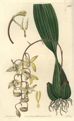 Odmiana Storczyków Cirrhaea - Storczyk Cirrhaea Loddiges, Cirrhaea loddigesii. Ręcznie barwiony miedzioryt autorstwa S. Wattsa według ilustracji panny Sarah Drake z rejestru botanicznego Sydenham Edwards, Ridgeway, Londyn